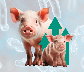 Clostridium perfringens