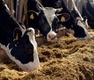 Rumen microorganisms and metabolizable amino acid balance