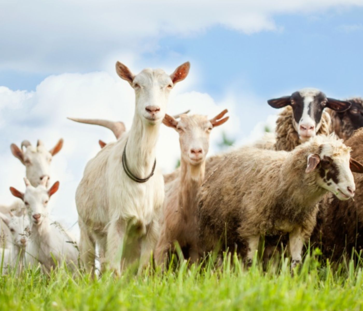 EU ruminant production outlook 2026: sharp declines in sheep and goats s
