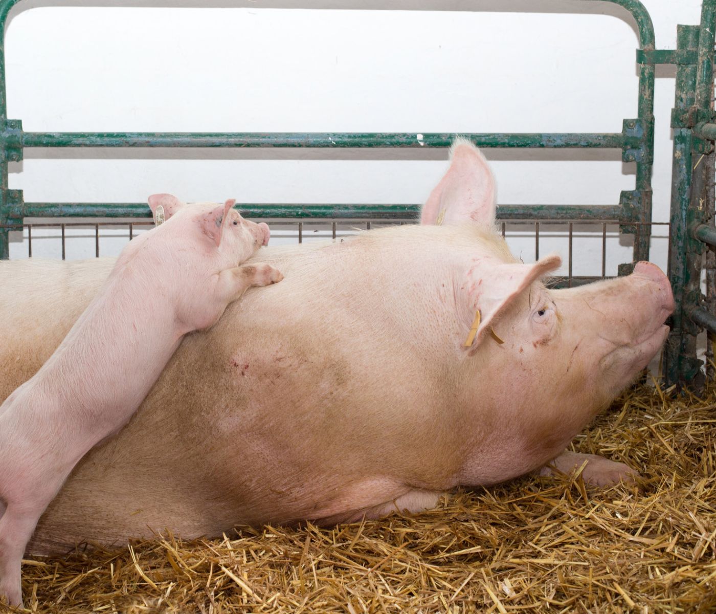 Feeding for performance in modern sows