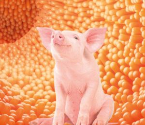 A day in the life of Phosphorus in pigs PART II