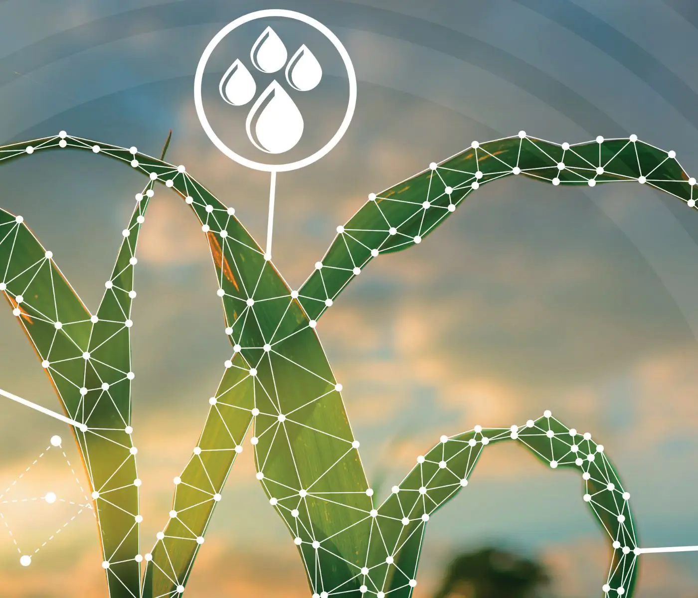 Genetic improvement in corn strengthens its strategic role in animal nutrition