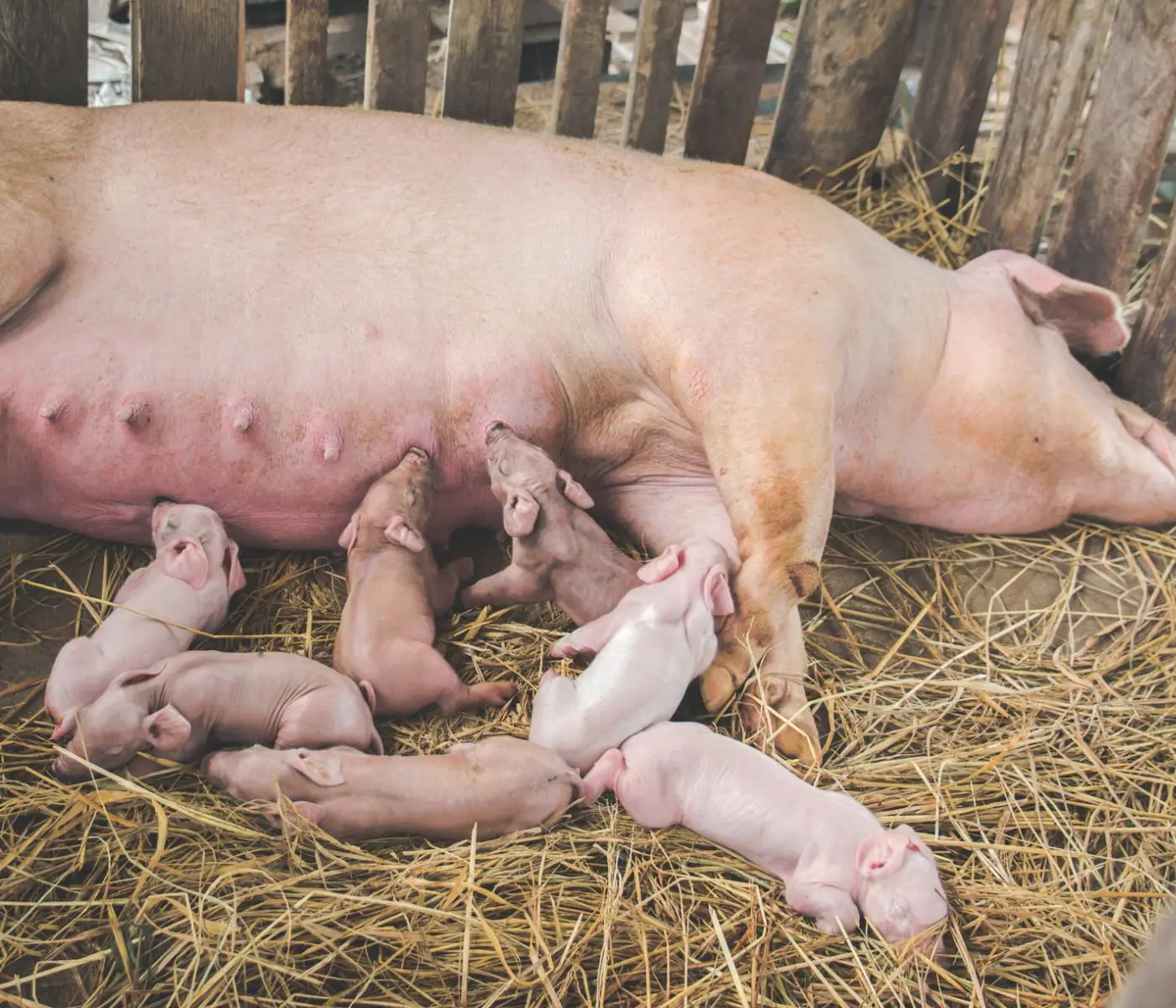 Sow colostrum and its strategic impact on piglet survival and growth