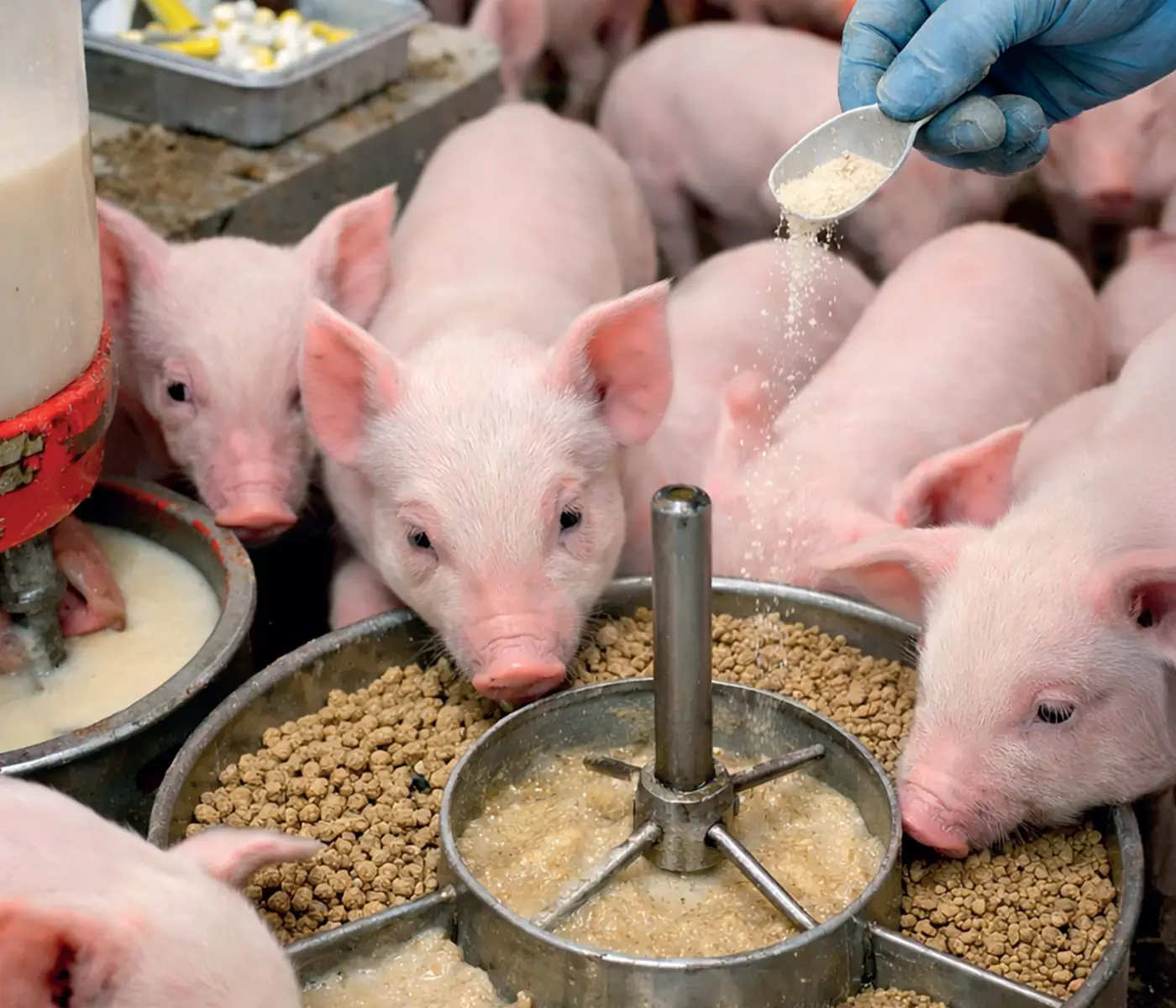 Active Feeding strategy for PRRS-positive weaned piglets