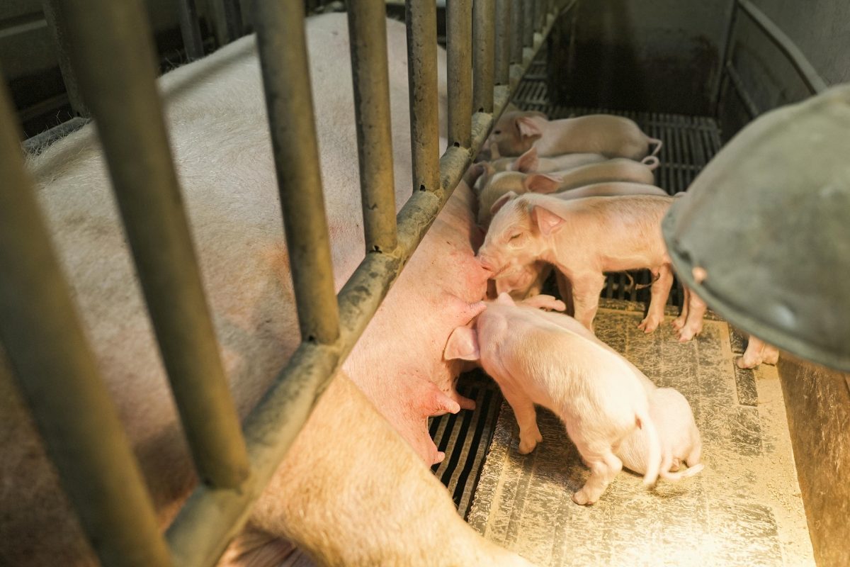 Biochem LATAM presentará en el SINSUI un estudio sobre Piglet Protector