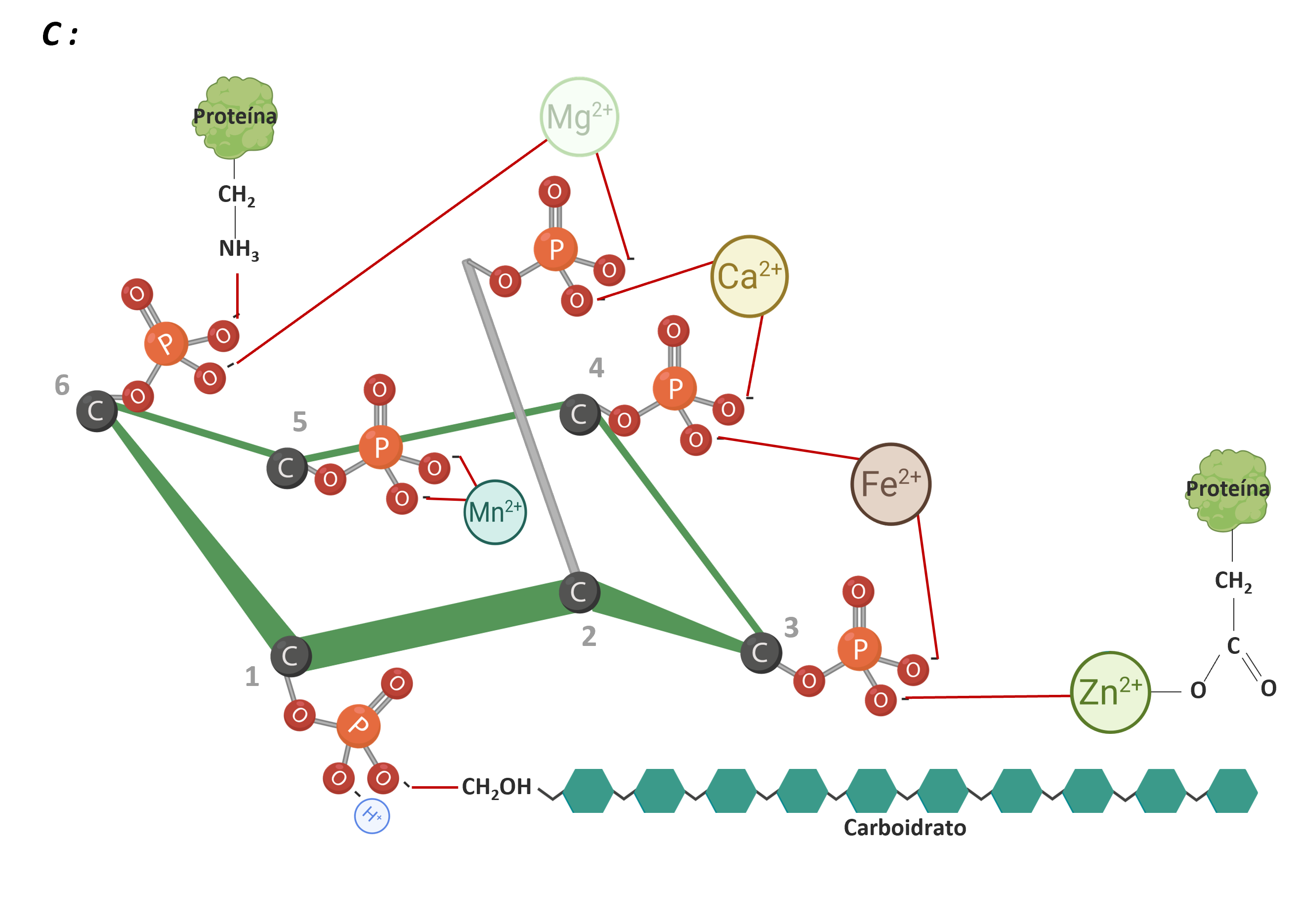 Figura 2: IP6 ligado a diferentes nutrientes. Adaptado de Vieira et al., 2018. Criado em BioRender.com