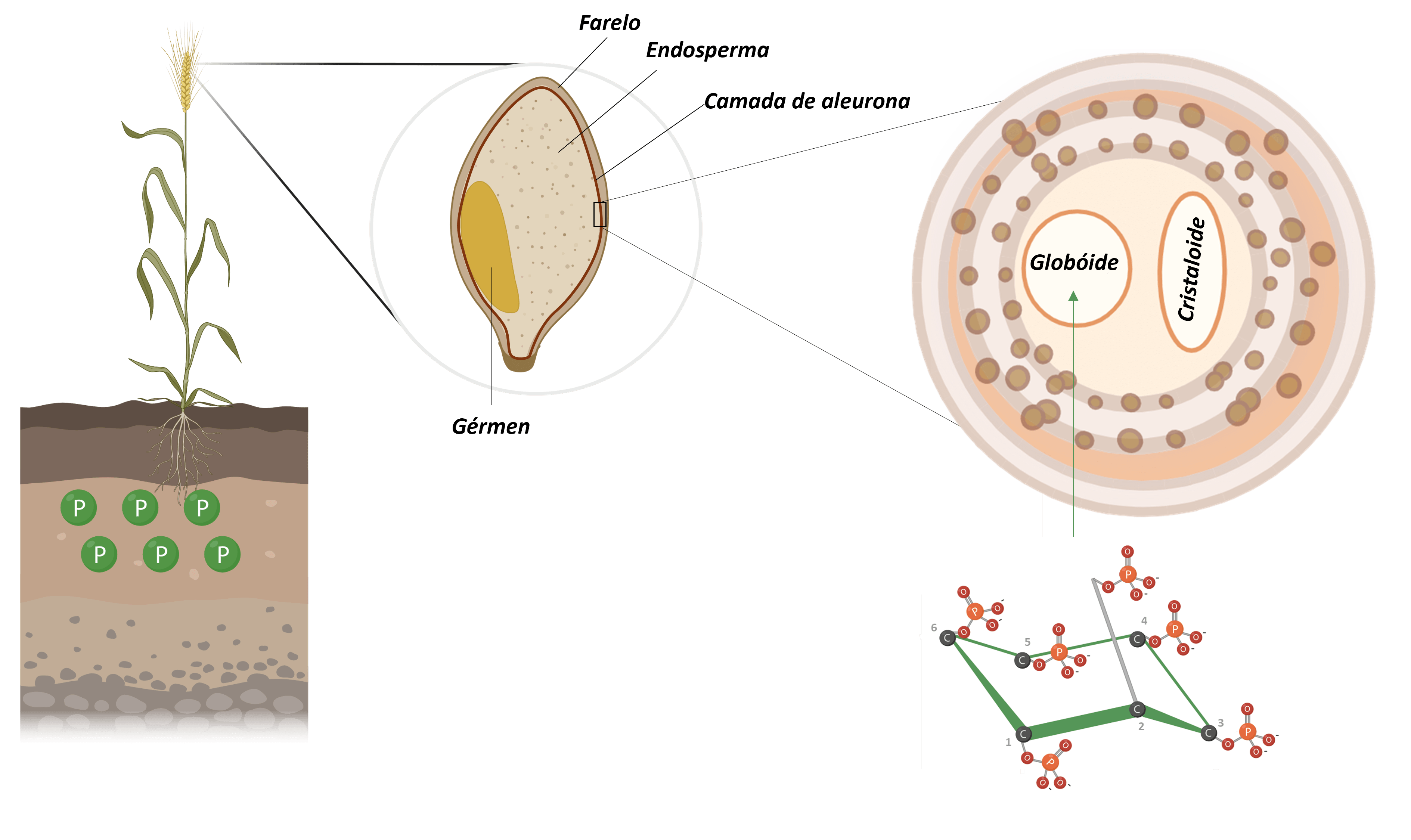 Figura 3: Armazenamento de fitato em grânulos de trigo. Adaptado de Freed et al., 2020. Criado em BioRender.com.