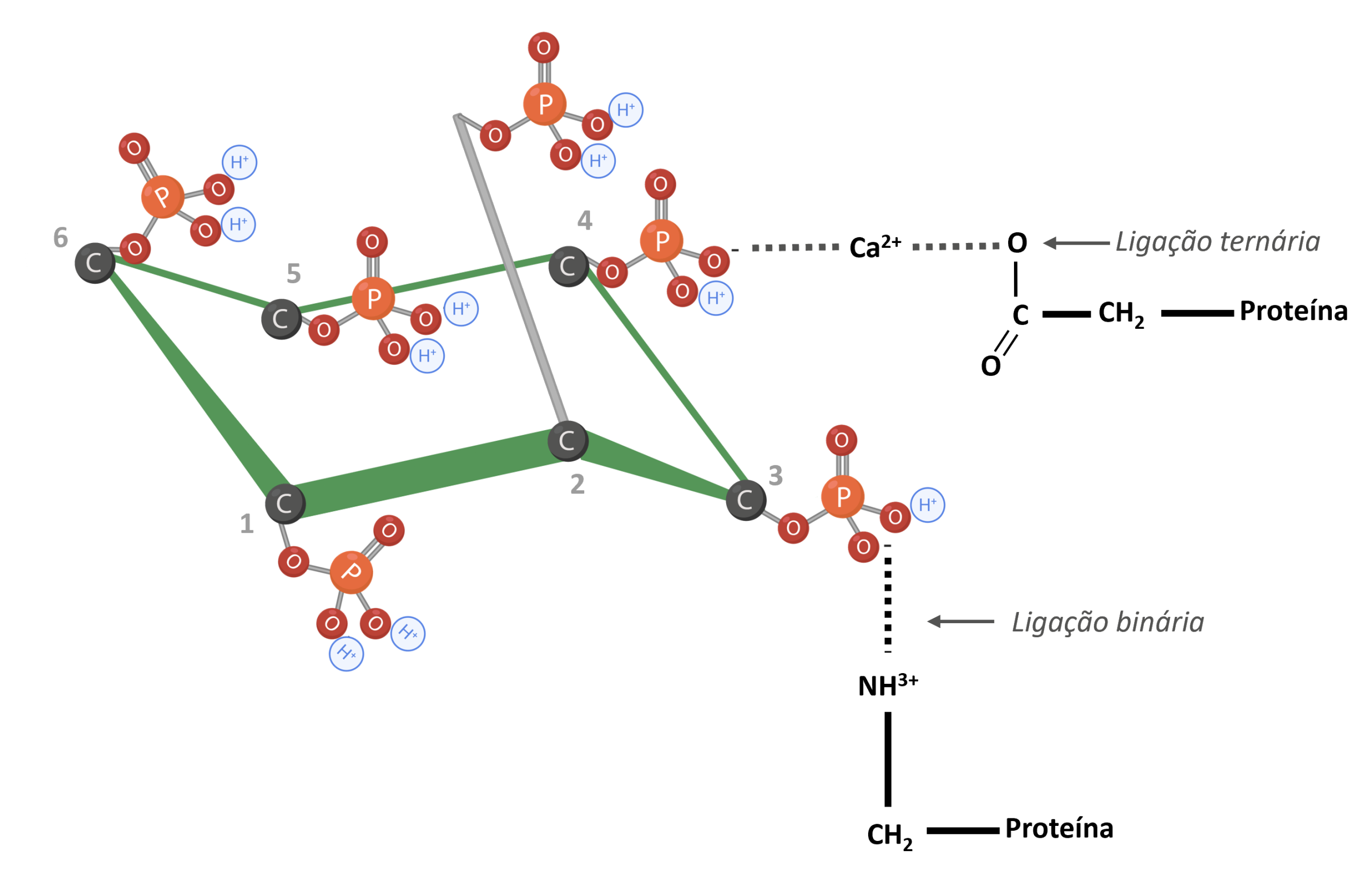 Figura 5: IP6 ligado a proteínas. Adaptado de Morales et al. (2016). Criado em BioRender.com