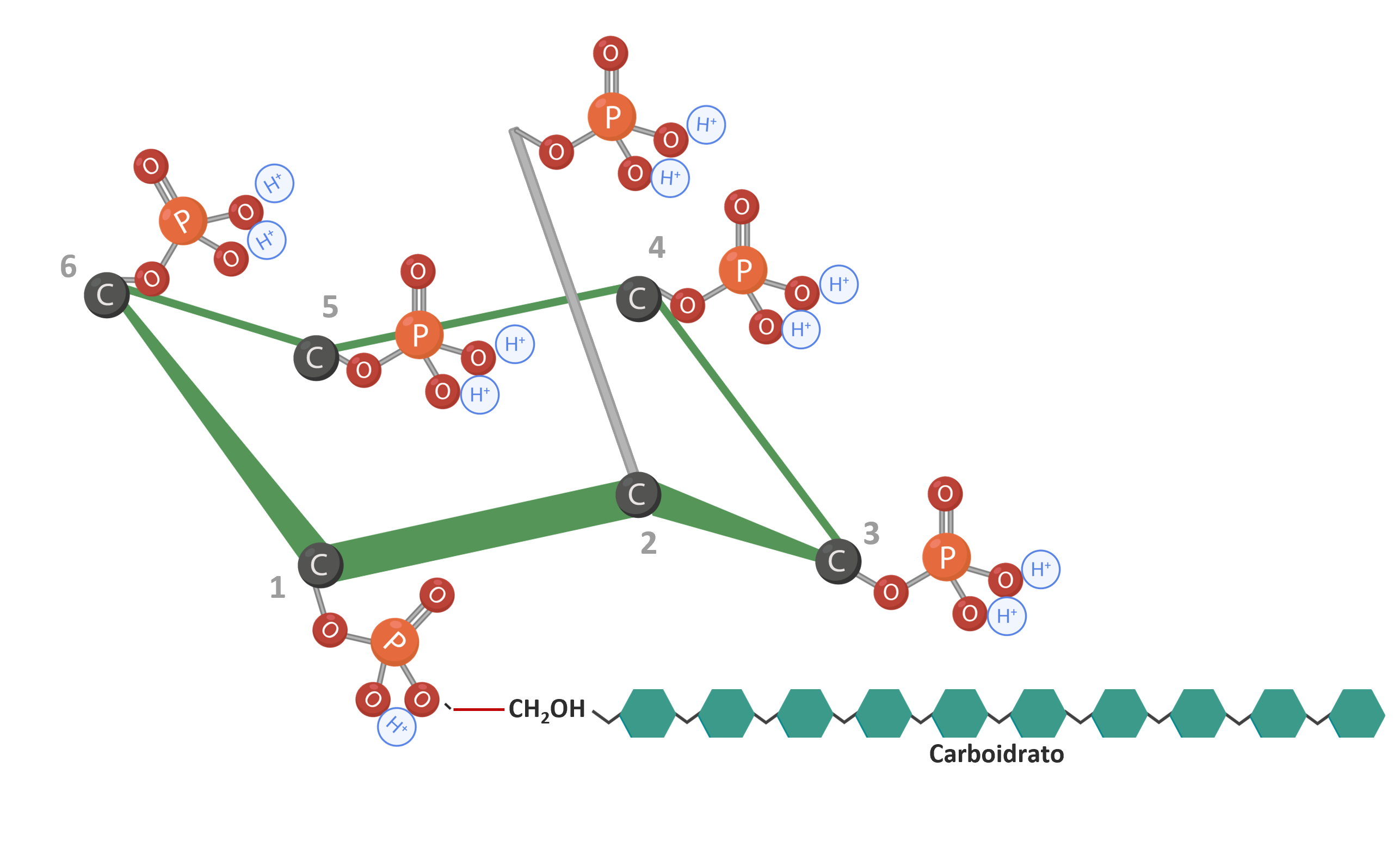 Figura 6: IP6 ligado a carboidratos. Adaptado de Vieira et al. (2018); Oatway et al. (2001). Criado em BioRender.com
