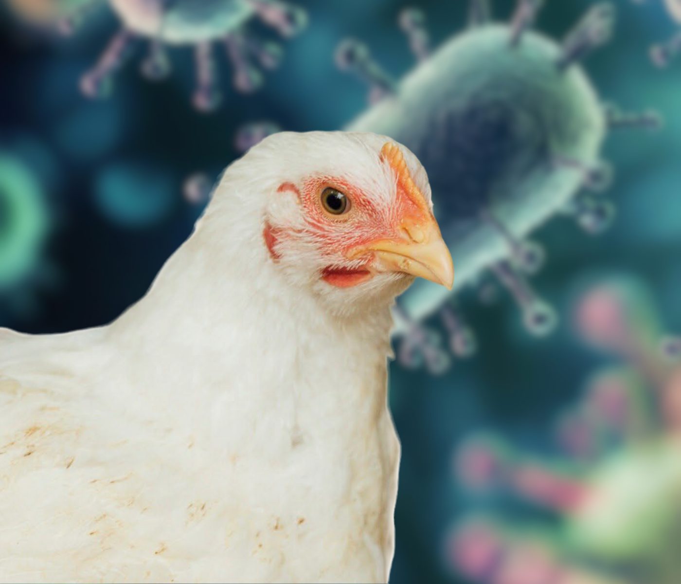Ameaças bacterianas na produção avícola: Um desafio diário