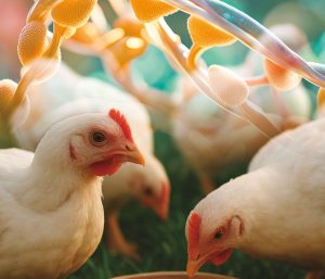 The importance of low-protein diets in poultry