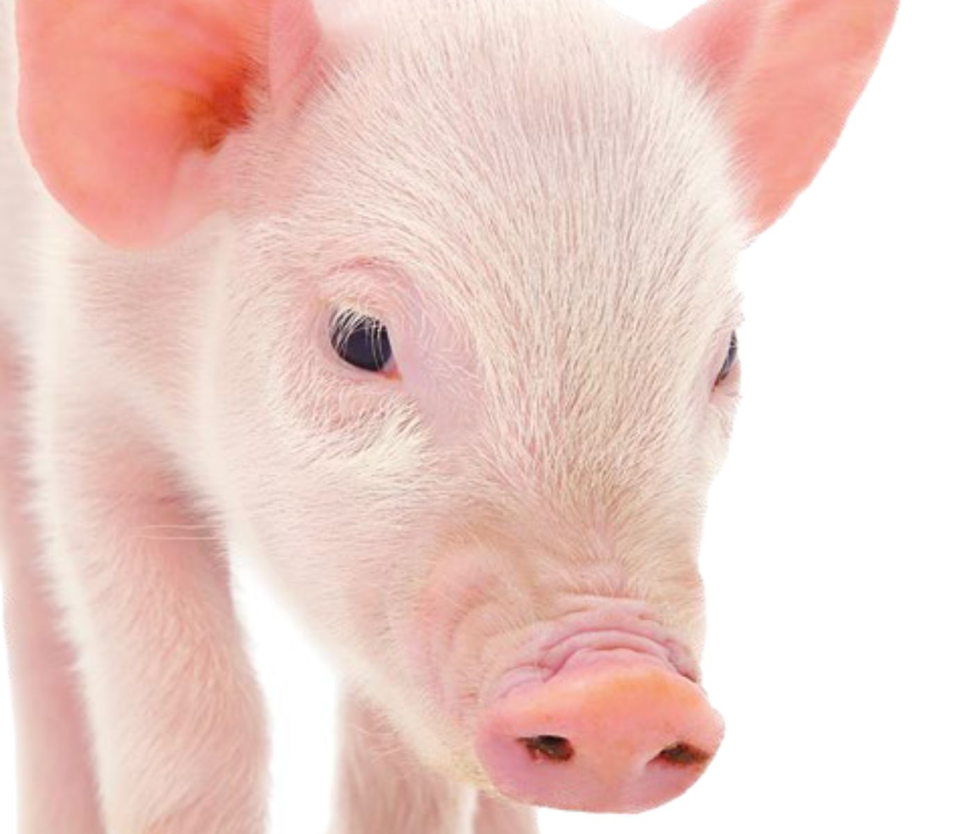 The use of oxidized fats in pig nutrition (Part 3/3)