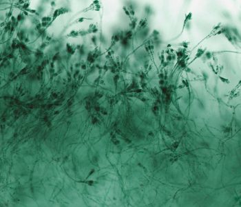 mycotoxins animal feed contamination