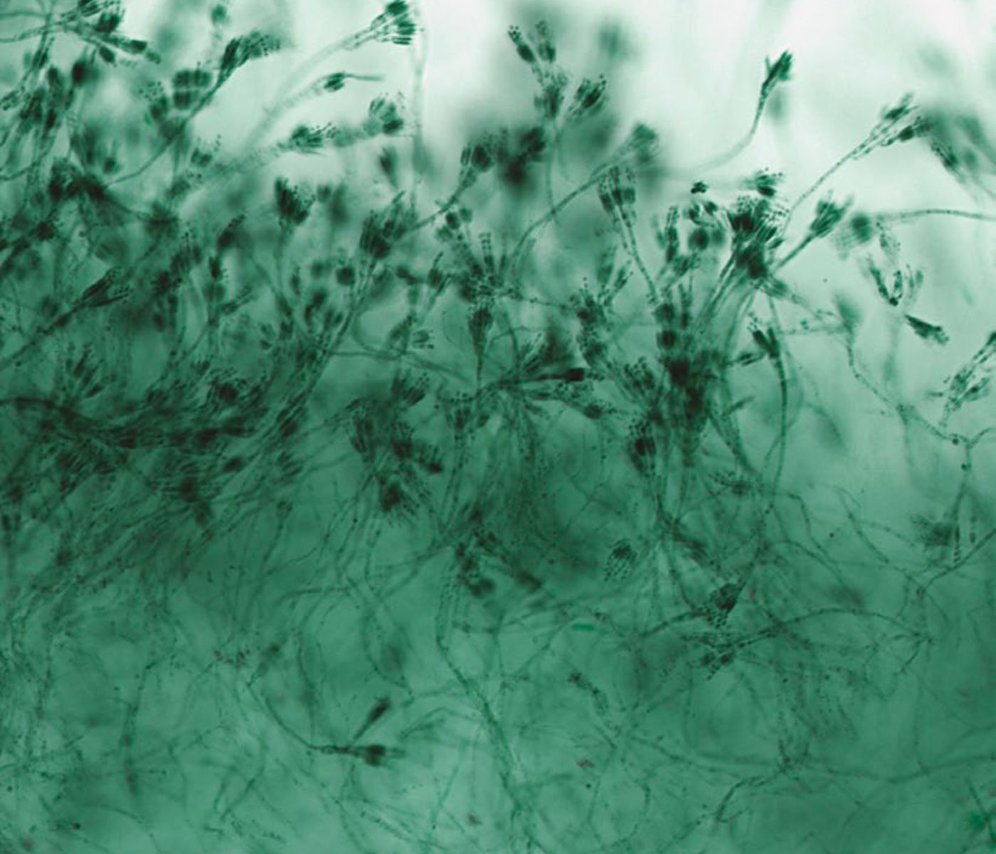 Navigating the Maze of Mycotoxin with Myco’Kingdom