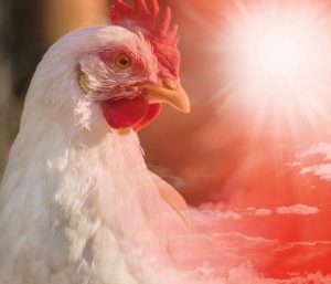 Practical tips to control heat stress & maintain poultry performance