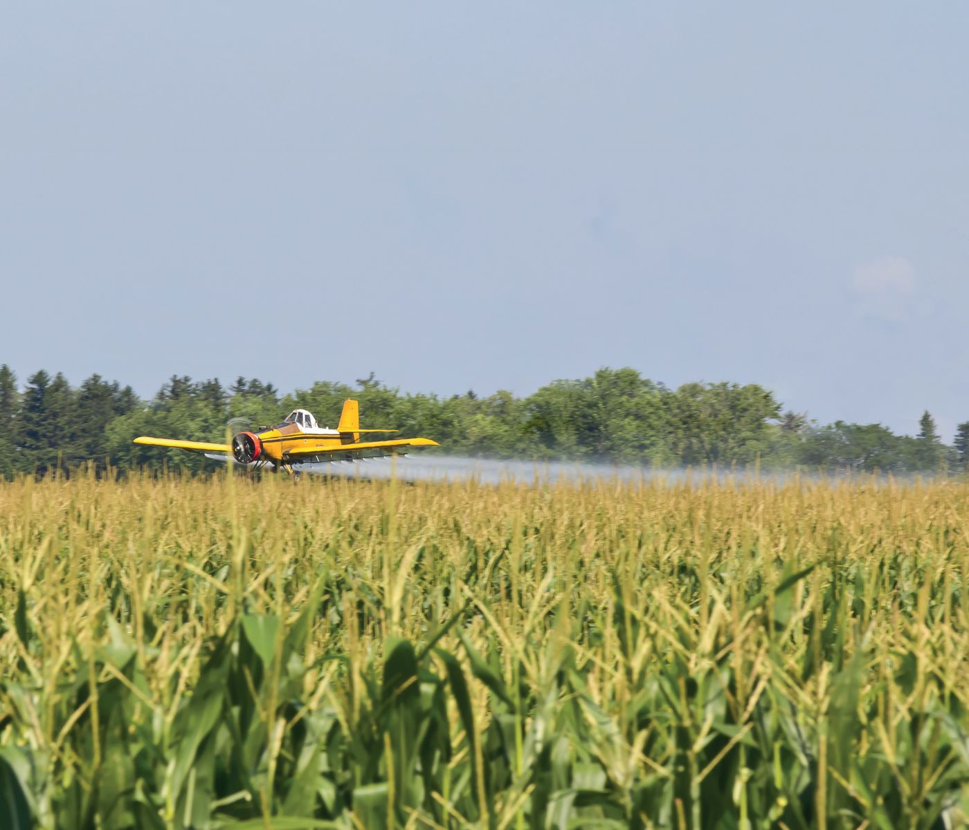 Impacts of Glyphosate-based herbicides on poultry