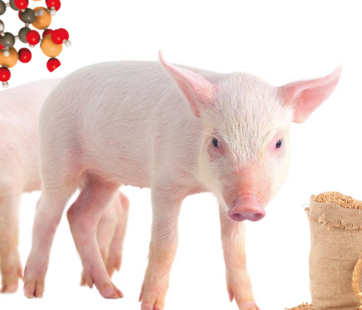A Day in the Life of Phosphorus in Pigs – Part I