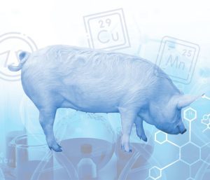 Minerals and hoof health in pregnant sows