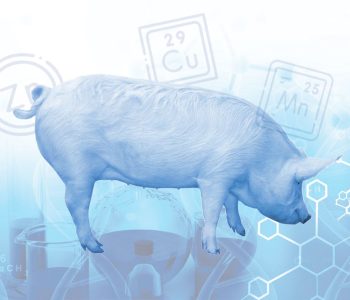 minerals sow hoof health