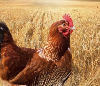 hybrid rye laying hens