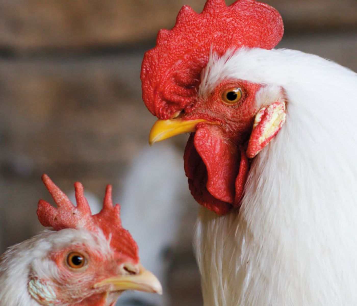 Nutritional interventions to improve fertility in male broiler breeders