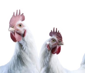 organic acids poultry health