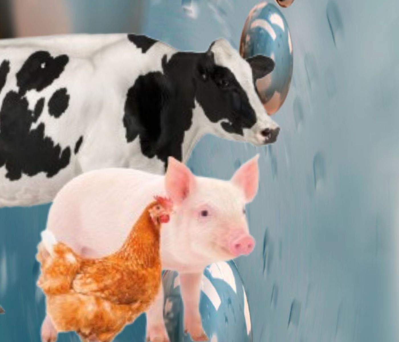Micro Minerals, Macro Impact: Enhancing poultry, swine, and cattle nutrition