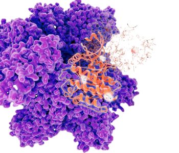 synthetic amino acids nutrition