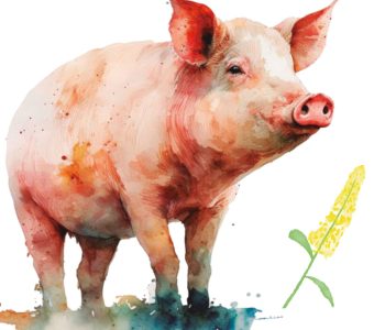 sorghum poultry swine nutrition
