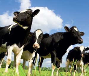 Can high-production dairy be sustainable without pastures?