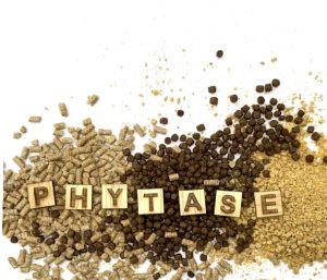 The secrets behind a Phytase