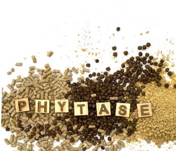phytase animal feed efficiency
