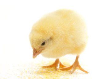 Navigating poultry nutrition in tropical environments
