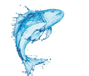Protein in aquafeeds: balancing requirements, sources, and efficiency