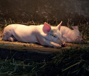 Applying the “Active Feeding” concept to control Edema Disease in piglets