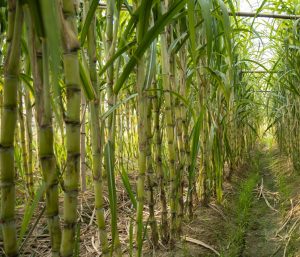 Natural yeast-based ingredients driving sustainable animal nutrition