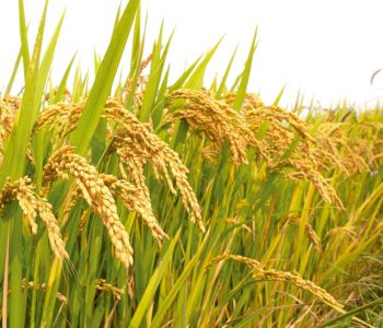 climate change and mycotoxins