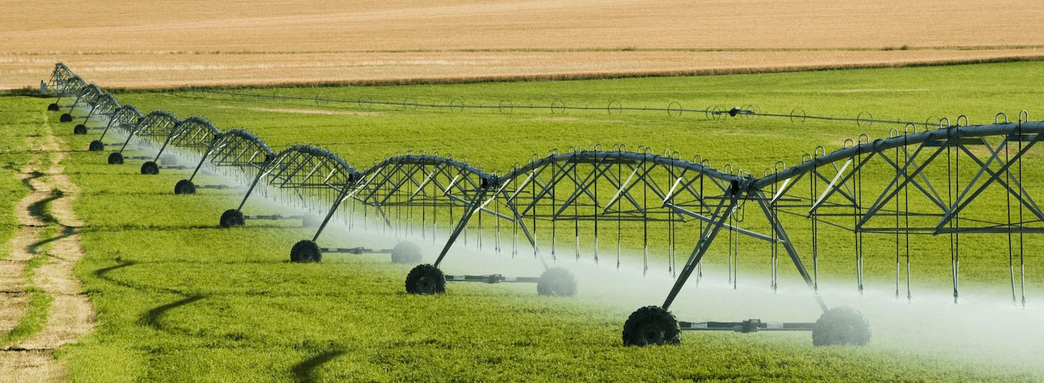 alfalfa1