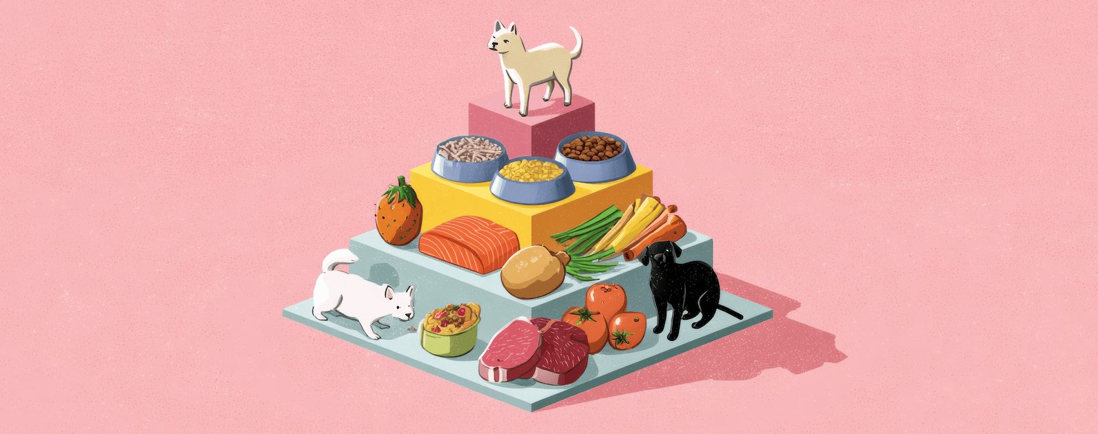 alimentacion-perros-y-gatos