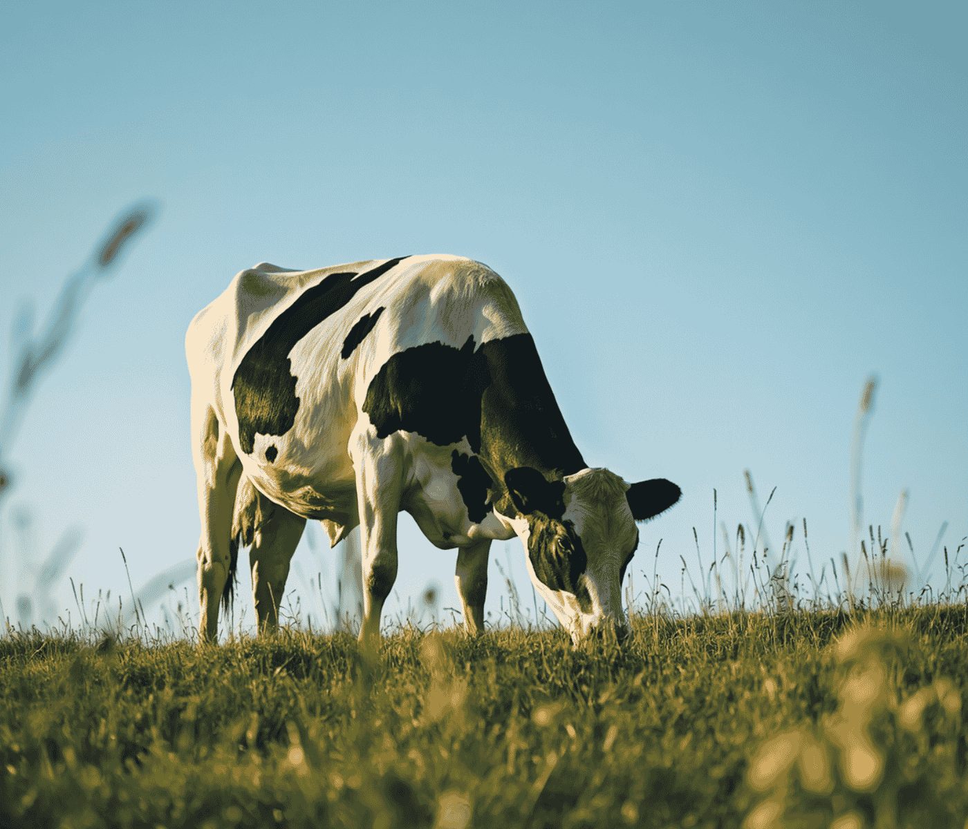 Nutrientes clave para vacas: fundamentos nutricionales para productividad