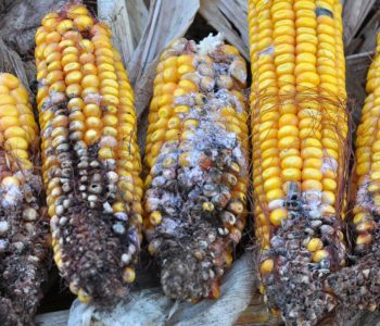 Micotoxinas emergentes são menos conhecidas, mas pesquisas avançadas ampliam detecção e compreensão desses contaminantes alimentares