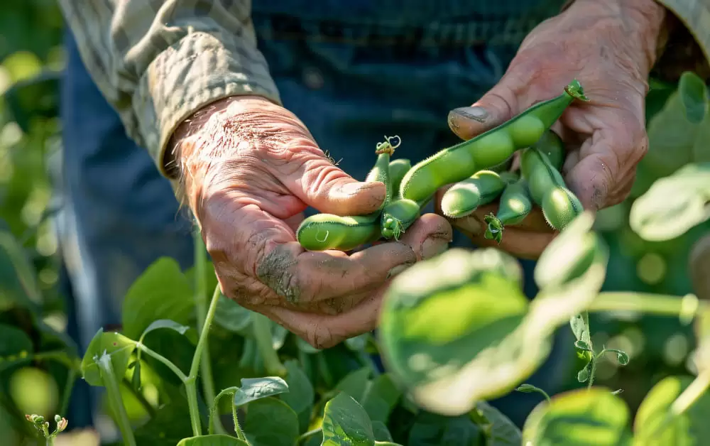 Cargill sued in Brazil over soy supply chain abuses
