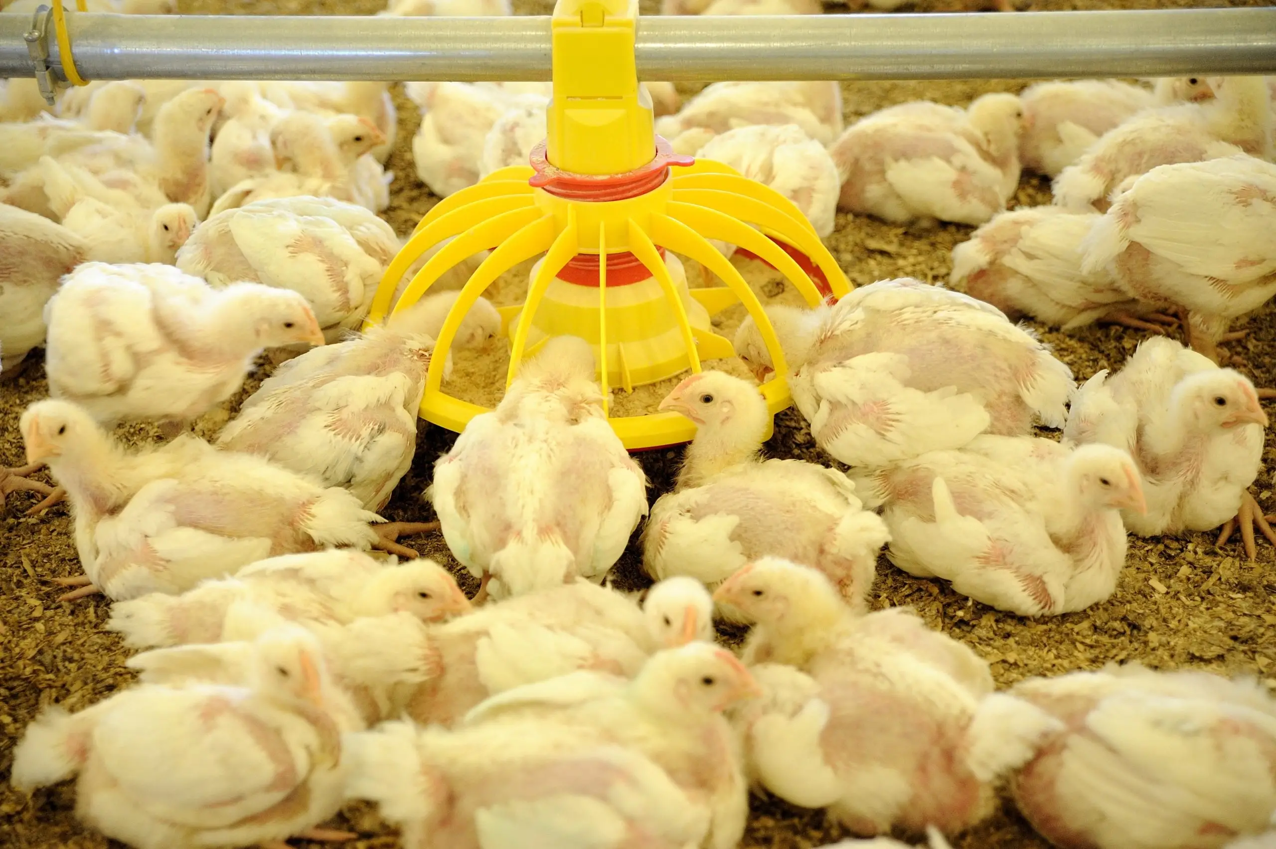 Poultry