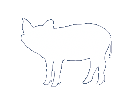 cerdo-blanco
