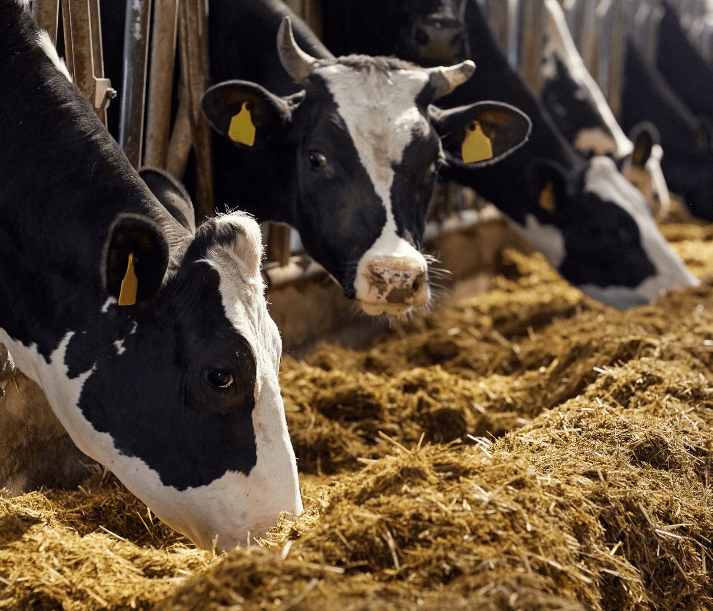 Microorganismos del rumen y balance de aminoácidos metabolizables