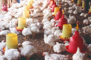 El papel de la fibra en las dietas de aves