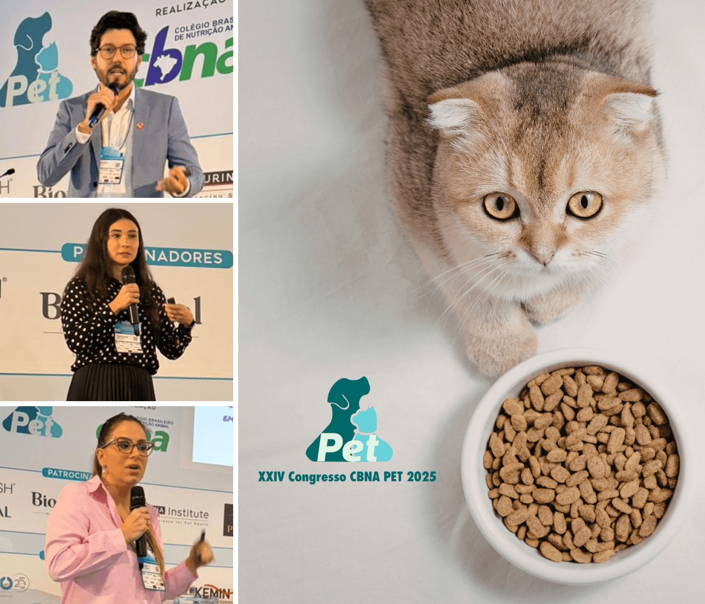 Consultório e feed: a nutrição de gatos vira disputa pela confiança do tutor
