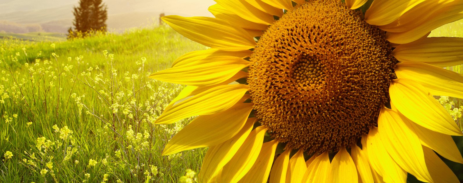 girasol