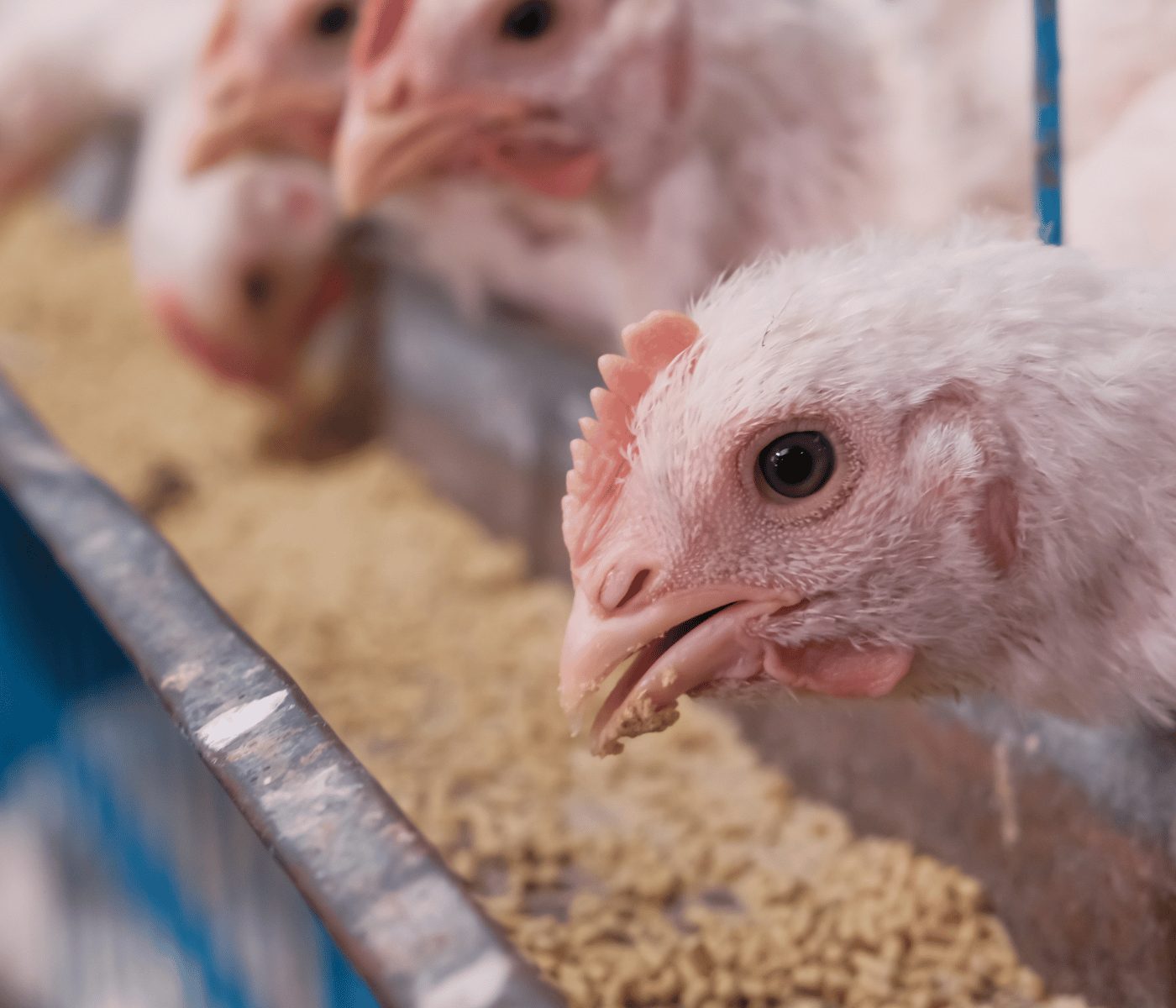 Valor nutritivo de los alimentos en aves: factores clave