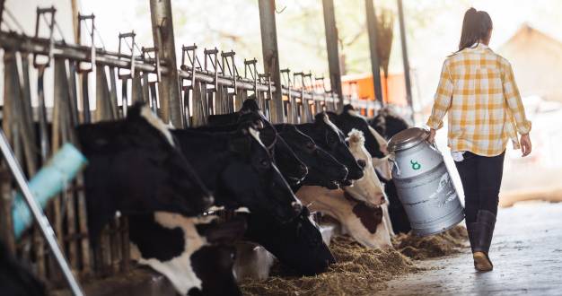 Ruminants
